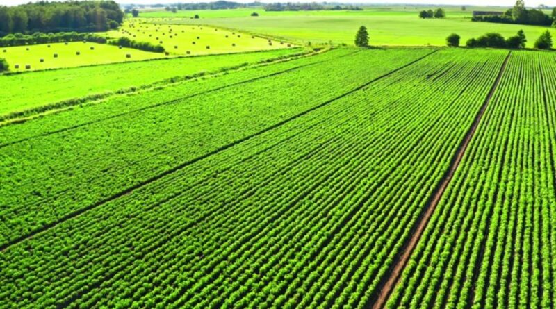 Cultures Clés Agroalimentaires Cameroun