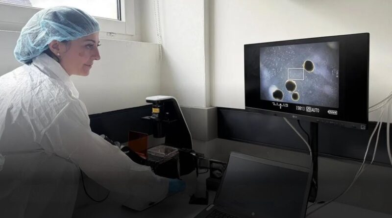 mini-cerveaux humains