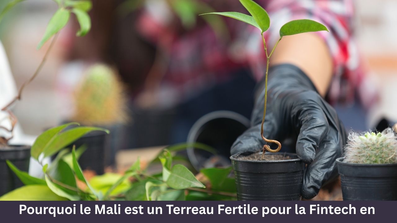 Pourquoi le Mali est un Terreau Fertile pour la Fintech en 2026